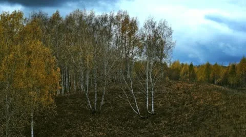 Autumn wind Stock Footage 12340570