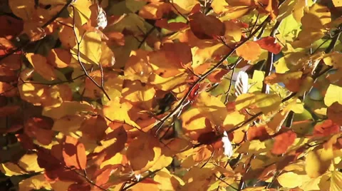 Autumn Wind Stock Footage 32209984