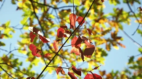 Autumn Wind Stock Footage 52709972