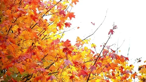 Autumn wind Video stock 95639659