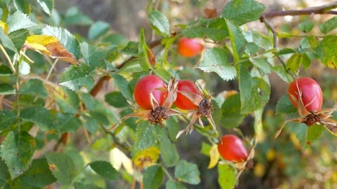 Autumn wind gently moves the riped rose hips fruits Stock Footage 116011679