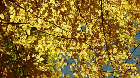 Autumn wind leaves flow down from tree Stock Footage 34056020