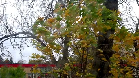 Autumn wind shaking tree branches Stock Footage 318564946