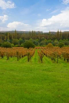 Autumn winery rows Stock Photos