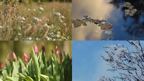 Autumn, winter, spring, summer - four seasons. Video stock 81127067