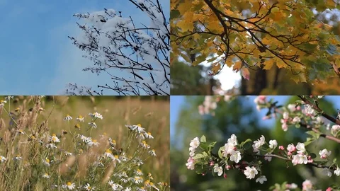 Autumn, winter, spring, summer - four seasons. Stock Footage 81130050