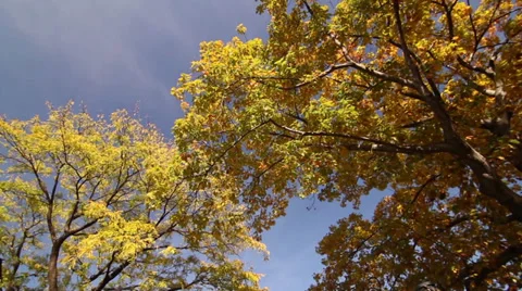 Autumn wonder Stock Footage 29258016