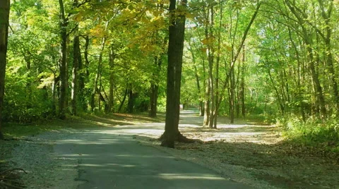 Autumn in the Wood Stock Footage 43069839