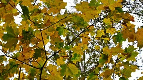 Autumn wood, maple tree Stock Footage 12323493
