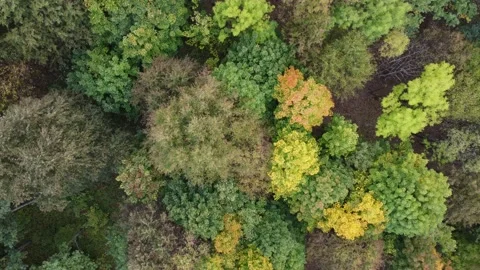 Autumn wood wallpaper. Forest texture. Stock Footage 213629853