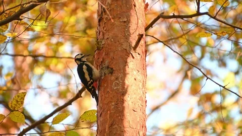 Autumn woodpecker pecking on tree trunk amid colorful foliage Stock Footage 331536043
