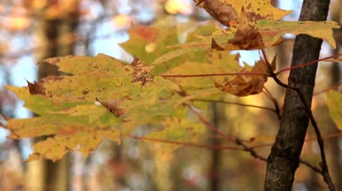 Autumn in the woods and golden leaf Stock Footage