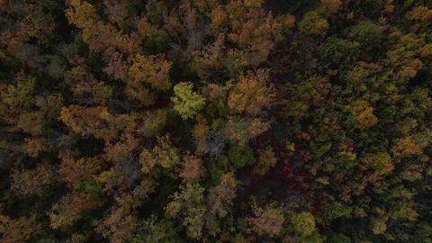 Autumn into the Woods Codri Stock Footage 290044293