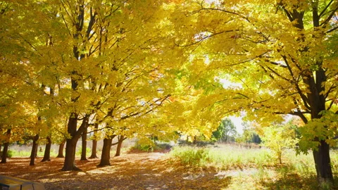 Autumn woods dappled with sunlight Stock Footage 329200601