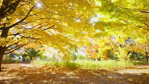 Autumn woods dappled with sunlight Stock Footage 329200618