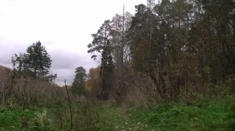 Autumn in the woods Stock Footage 8911822