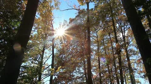 Autumn woods Stock Footage 22174638