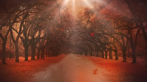 Autumn woods Stock Footage 54460967
