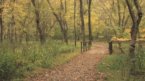 Autumn woods Video stock 74062212