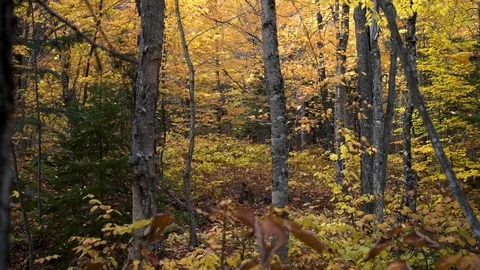 Autumn woods 動画素材 118462889