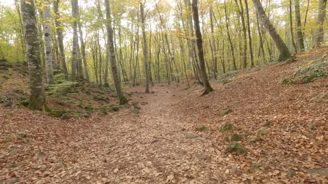 Autumn in the woods Stock Footage 147500240