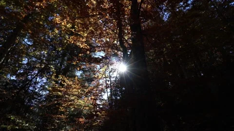 Into the autumn woods Stock Footage 165801283