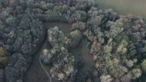 Autumn Woods Stock Footage 167734884