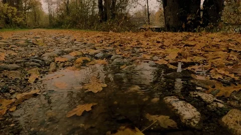 Autumn in the woods Stock Footage 227345068