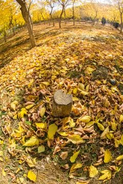 The autumn woods, park and the blue sky Stock Photos