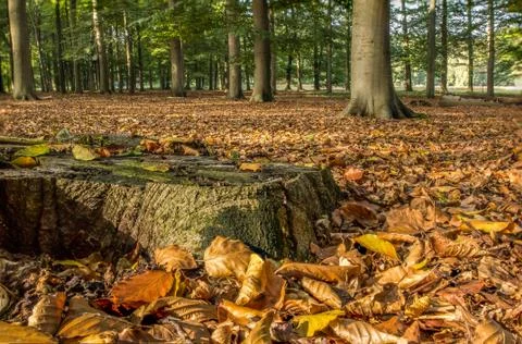 Autumn in the woods Stock Photos
