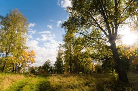 Autumn woods Stock Photos