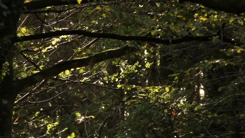 Autumn woods rustling Stock Footage 80788313