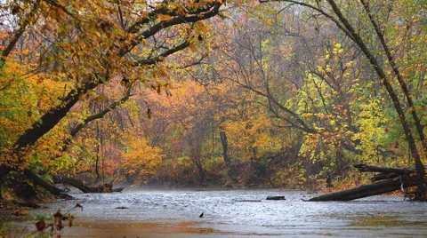 Autumn Woods by Stream 스톡 동영상 56566868