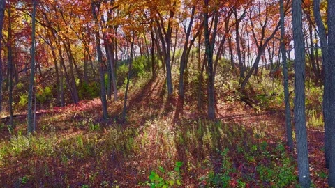 Autumn Woods Walk Stock Footage 342465850