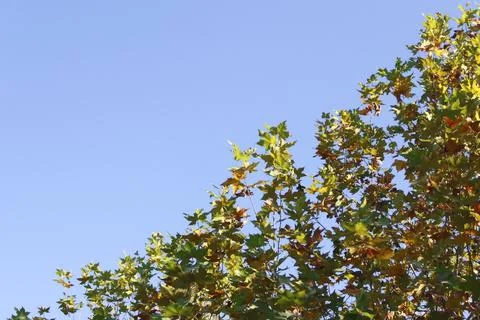 Autumn yellow and green maple leaves on  blue sky background Stock Photos