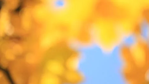 Autumn yellow blurred background of maple leaves Stock Footage 126994975