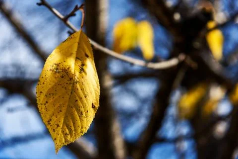 Autumn yellow cherry leaf Stock Photos