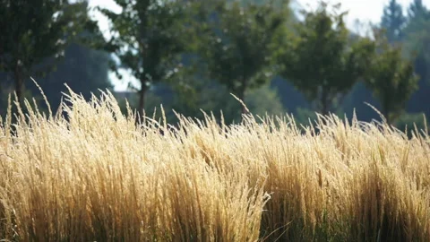 Autumn yellow grass Vidéo 163949445