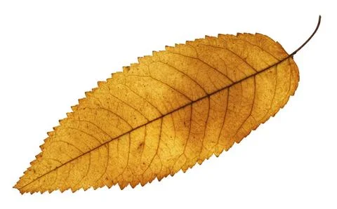 Autumn yellow leaf of ash tree isolated on white background Stock Photos