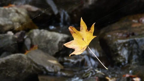 Autumn yellow leaf dancing in the wind Stock Footage 289581412