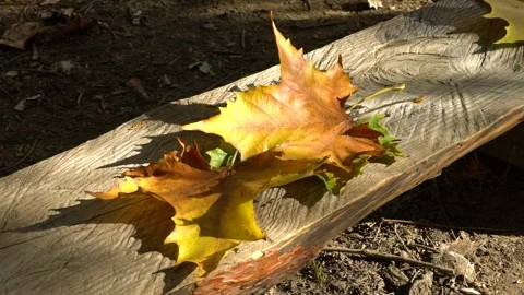 Autumn yellow leaf Stock Footage 303636699