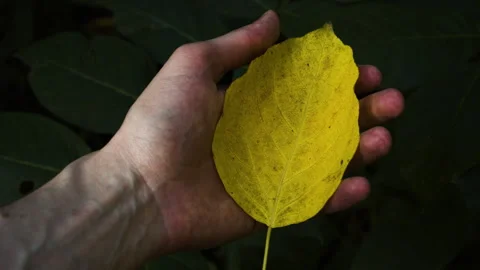 Autumn yellow leaf in hand. Stock Footage 258570954