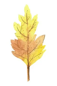 Autumn yellow Leaf Stock Illustration