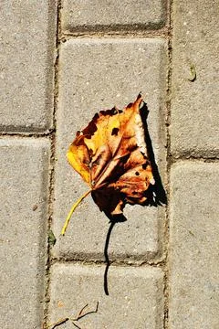 Autumn yellow leaf. A leaf that has fallen from a tree on a stone pavement. Stock Photos