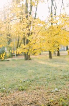 Autumn yellow leaf maple fall conceptual park Stock Photos