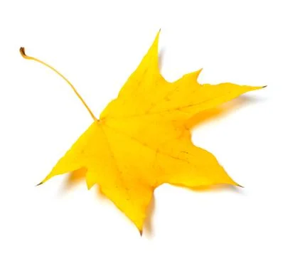 Autumn yellow leaf Stock Photos