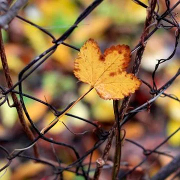 Autumn yellow leaf 写真素材