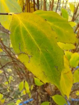 Autumn Yellow Leaf Stock Photos