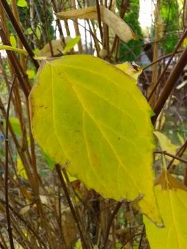 Autumn Yellow Leaf Stock Photos