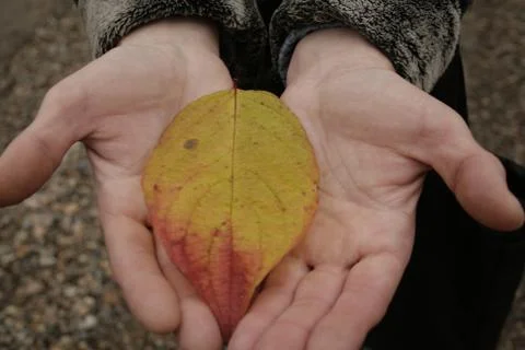 Autumn yellow leaf Stock Photos